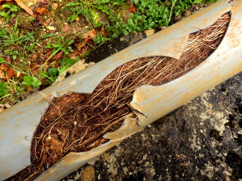 do-trees-break-sewer-lines